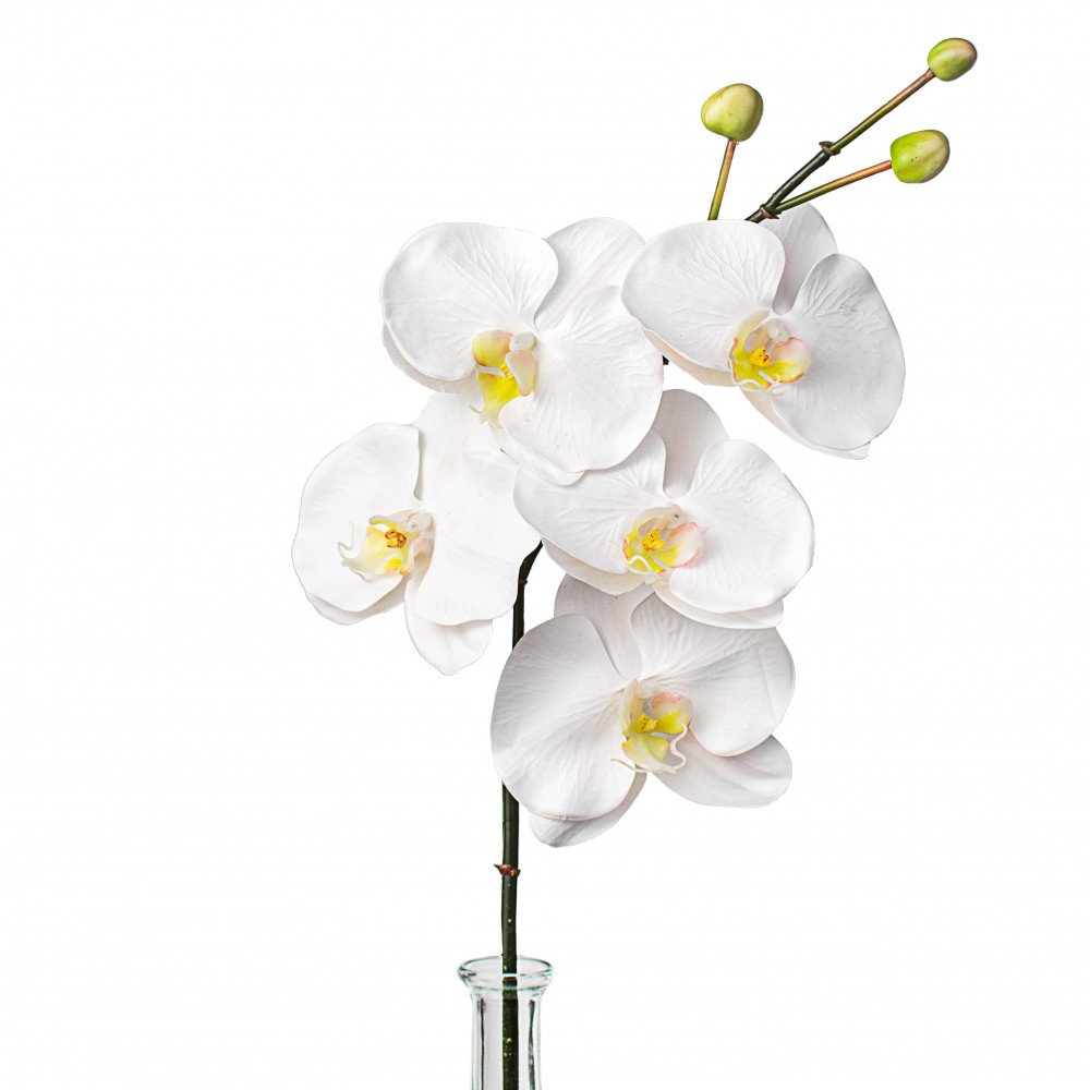 شاخه گل ارکیده